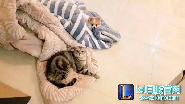 战队萌宠大盘点  队霸NICE人见人爱