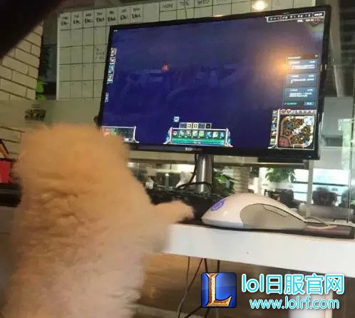 战队萌宠大盘点  队霸NICE人见人爱