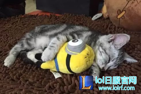 战队萌宠大盘点  队霸NICE人见人爱