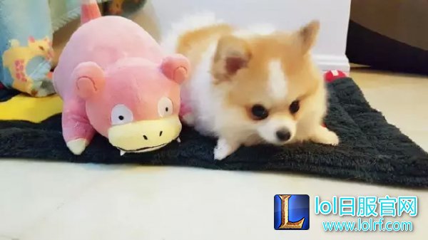 战队萌宠大盘点  队霸NICE人见人爱