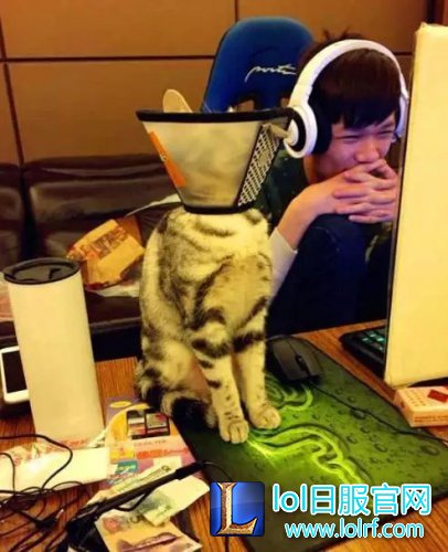 战队萌宠大盘点  队霸NICE人见人爱