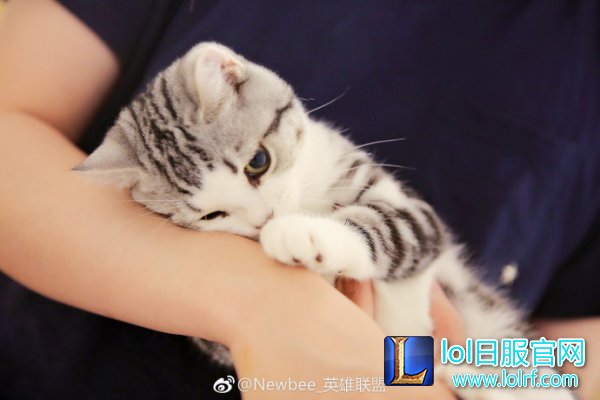 战队萌宠大盘点  队霸NICE人见人爱