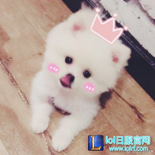 战队萌宠大盘点  队霸NICE人见人爱