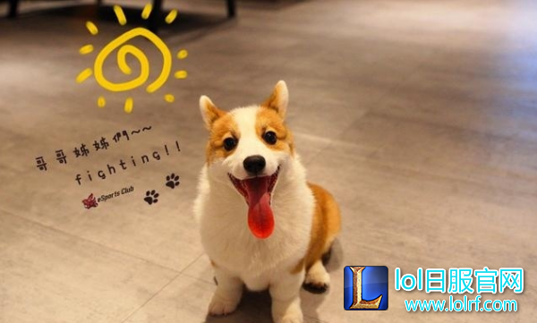 战队萌宠大盘点  队霸NICE人见人爱