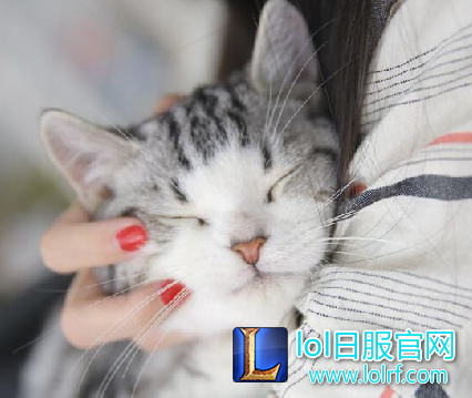 战队萌宠大盘点  队霸NICE人见人爱