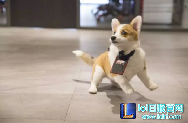 战队萌宠大盘点  队霸NICE人见人爱