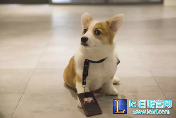 战队萌宠大盘点  队霸NICE人见人爱