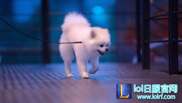 战队萌宠大盘点  队霸NICE人见人爱