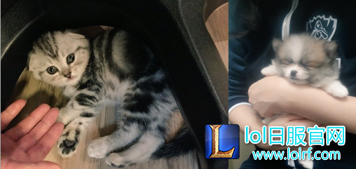 战队萌宠大盘点  队霸NICE人见人爱