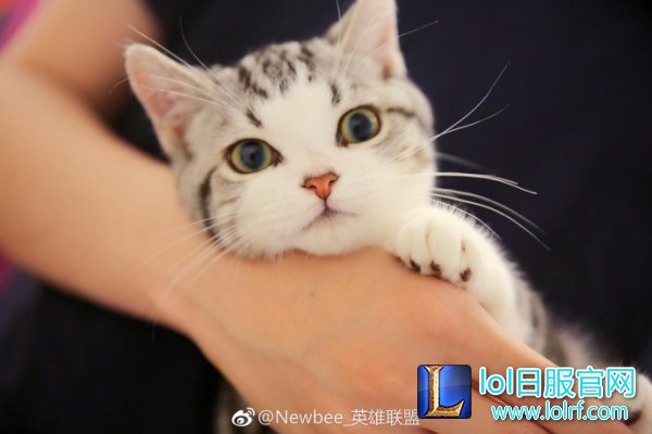 战队萌宠大盘点  队霸NICE人见人爱